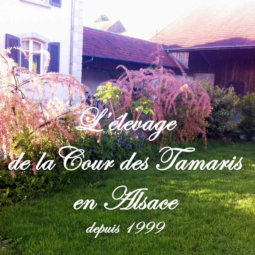 L'élevage de La Cour des Tamaris en Alsace depuis 1999